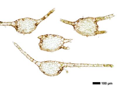 calypogeia neesiana 1 stamm quer