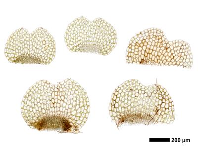 calypogeia neesiana 1 unterblatt