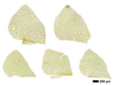 calypogeia sphagnicola 1 flankenblatt