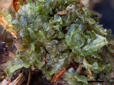 calypogeia sphagnicola 1 habitus