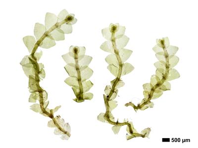 calypogeia sphagnicola 1 habitus oberseite