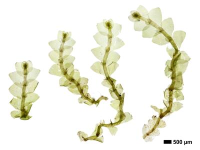 calypogeia sphagnicola 1 habitus unterseite