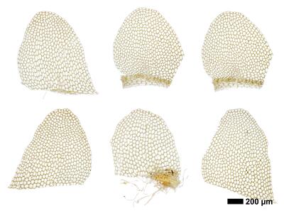 calypogeia suecica 1 flankenblatt