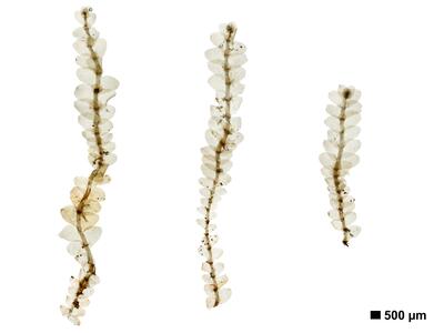 calypogeia suecica 1 habitus oberseite