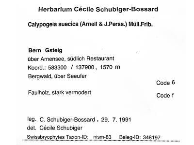calypogeia suecica 1 herbarbeleg