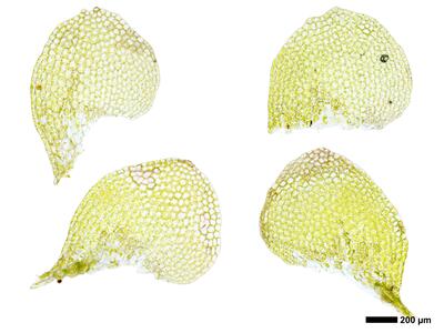 calypogeia suecica 2 flankenblatt