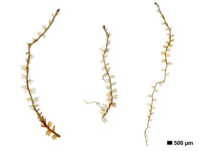 odontoschisma fluitans 1 habitus oberseite