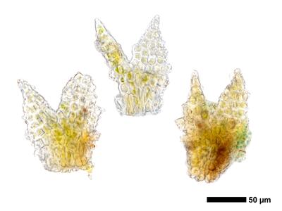 cephaloziella aspericaulis 1 flankenblatt