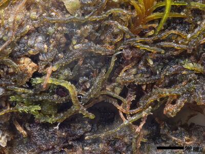 cephaloziella aspericaulis 1 habitus