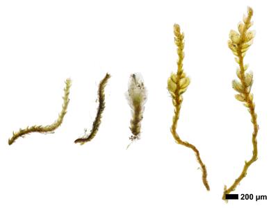 cephaloziella aspericaulis 1 habitus oberseite