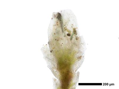 cephaloziella aspericaulis 1 habitus oberseite perianth