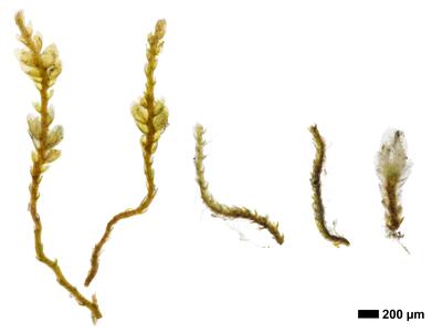 cephaloziella aspericaulis 1 habitus unterseite