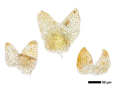cephaloziella divaricata 1 flankenblatt