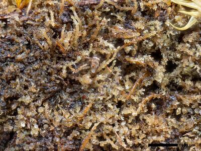 cephaloziella divaricata 1 habitus