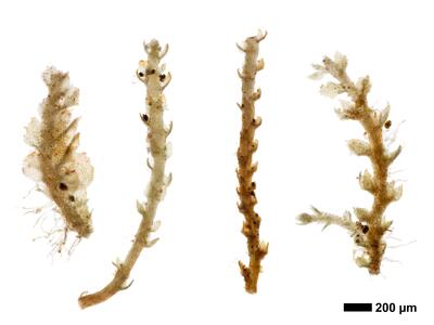 cephaloziella divaricata 1 habitus oberseite