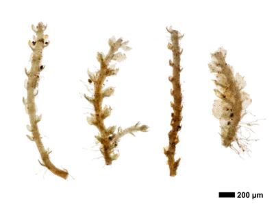 cephaloziella divaricata 1 habitus unterseite