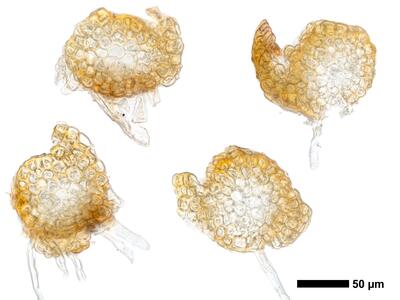 cephaloziella divaricata 1 stamm quer