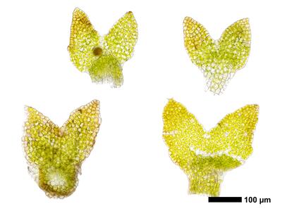 cephaloziella divaricata 2 flankenblatt