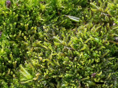 cephaloziella divaricata 2 habitus
