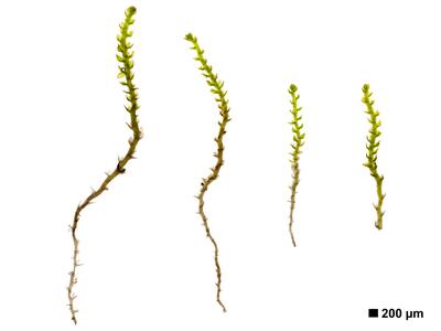 cephaloziella divaricata 2 habitus oberseite