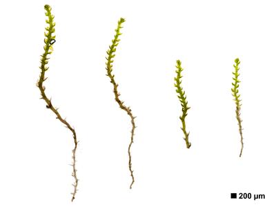 cephaloziella divaricata 2 habitus unterseite