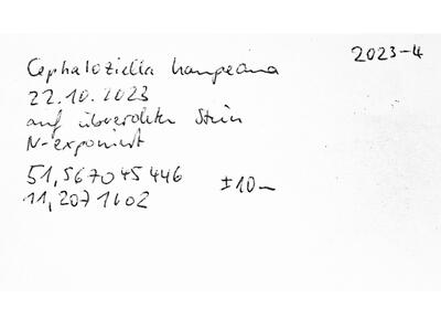 cephaloziella divaricata 2 herbarbeleg