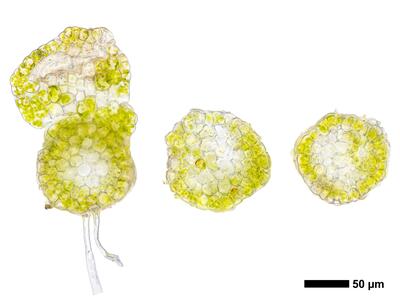cephaloziella divaricata 2 stamm quer