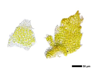 cephaloziella divaricata 2 unterblatt
