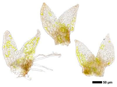 cephaloziella elachista 1 flankenblatt