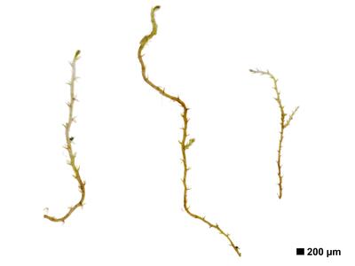 cephaloziella elachista 1 habitus oberseite