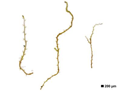 cephaloziella elachista 1 habitus unterseite