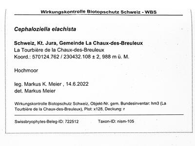 cephaloziella elachista 1 herbarbeleg