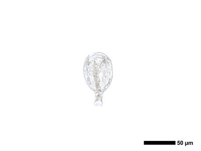 cephaloziella elegans antheridium