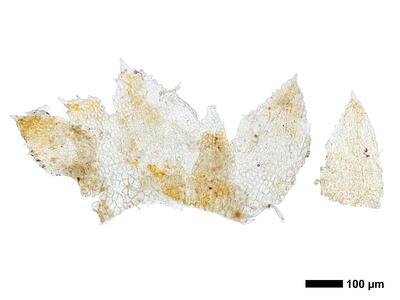 cephaloziella elegans female bract ring