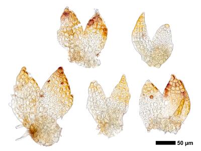 cephaloziella elegans flankenblatt