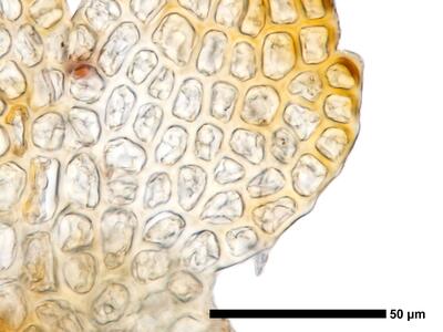 cephaloziella elegans flankenblatt zellen blattrand