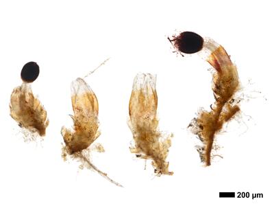 cephaloziella elegans habitus perianth oberseite