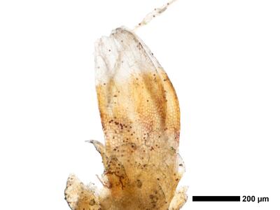 cephaloziella elegans habitus perianth oberseite detail