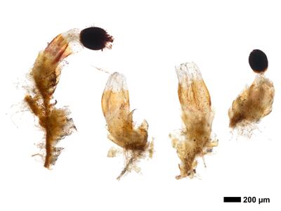 cephaloziella elegans habitus perianth unterseite