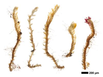 cephaloziella elegans habitus steril oberseite