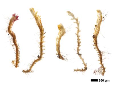 cephaloziella elegans habitus steril unterseite