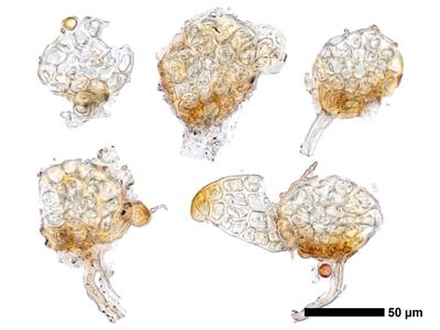 cephaloziella elegans stamm quer