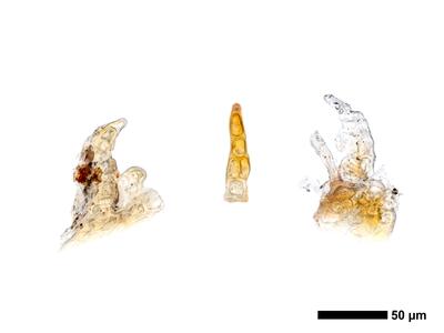cephaloziella elegans unterblatt