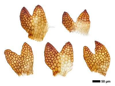 cephaloziella grimsulana 1 flankenblatt