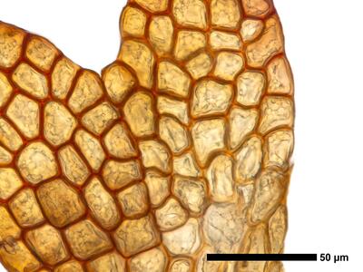 cephaloziella grimsulana 1 flankenblatt zellen blattrand