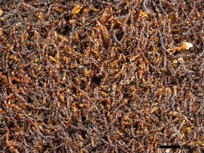 cephaloziella grimsulana 1 habitus