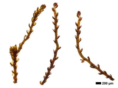 cephaloziella grimsulana 1 habitus oberseite