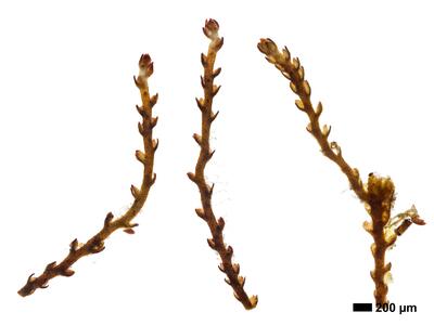 cephaloziella grimsulana 1 habitus unterseite