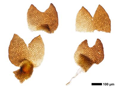 cephaloziella hampeana 1 flankenblatt