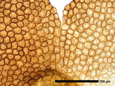 cephaloziella hampeana 1 flankenblatt zellen